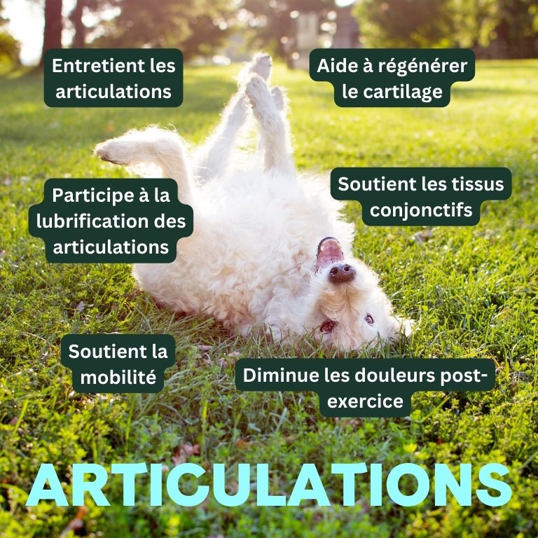 Articulations - besti